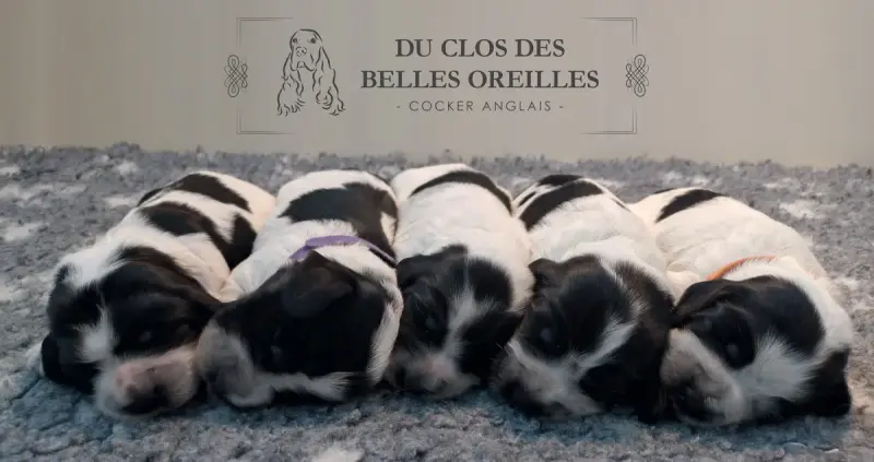 Portée Cocker Spaniel Anglais — Du Clos Des Belles Oreilles