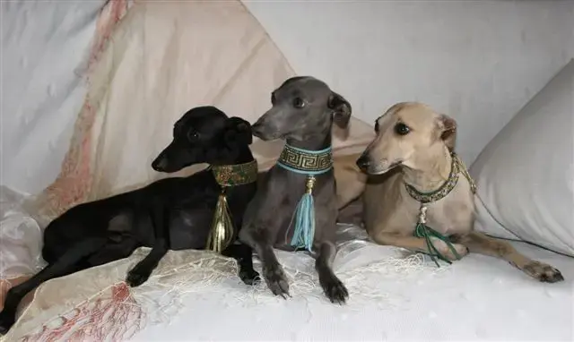 Petit Levrier Italien  Chiot 1 Des Princes De Kaza
