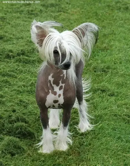 Chien Chinois À Crête  Älskat -