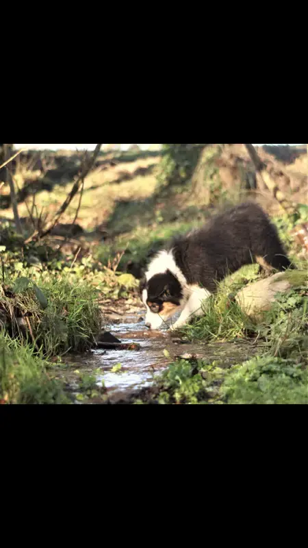 Berger Australien  Chiot 2 Bambino De La Vallée Des A 4e00a