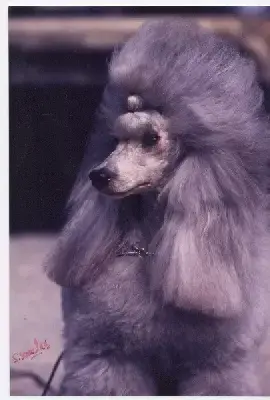 Caniche  Andy Warhol Del Rey Rakashi