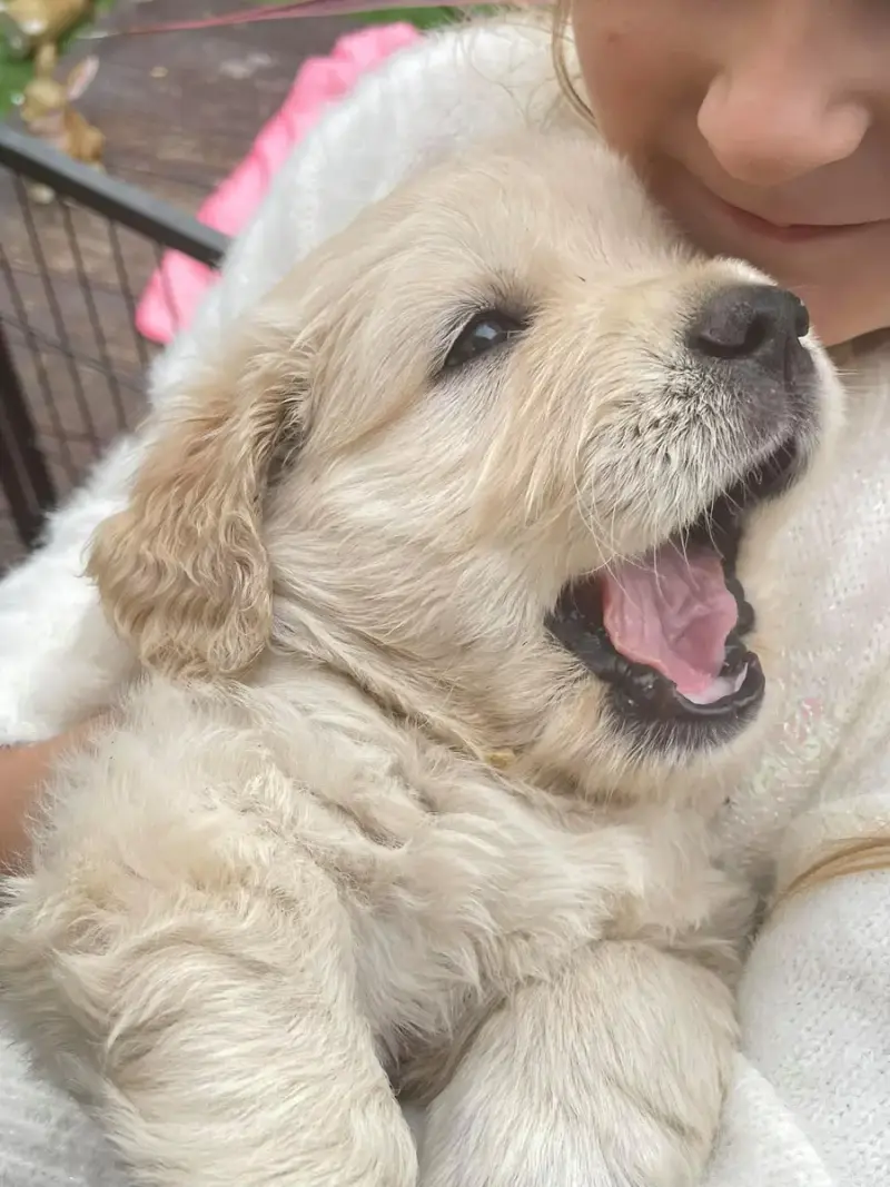 Golden Retriever  Jaune