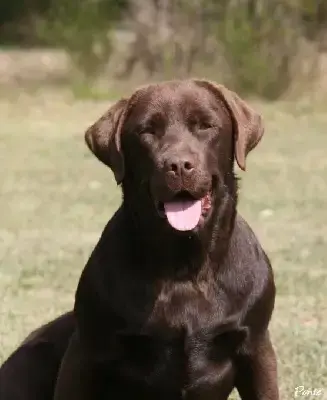 Labrador Retriever  Chiot 2 Des Terres Sacrees