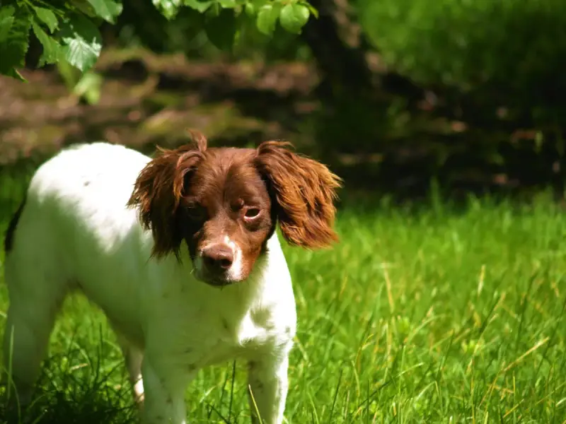 Epagneul Breton  Chiot N°3 Du Marais De Saintonge
