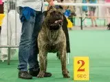 Portée Bullmastiff — Du Domaine De Mc Queen