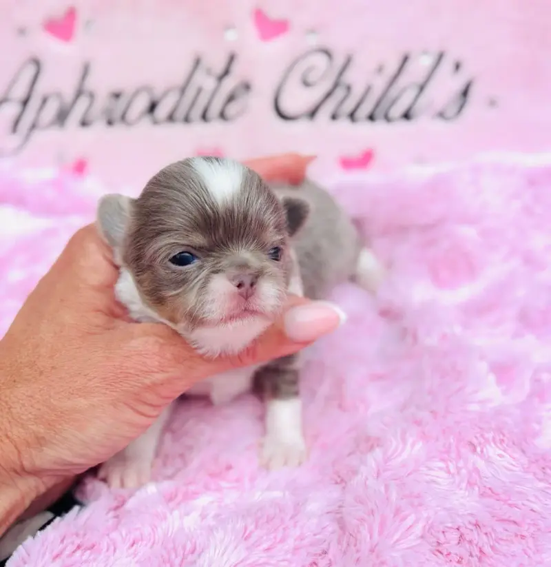 Chihuahua  Chiot N°3 Of Aphrodite Childs