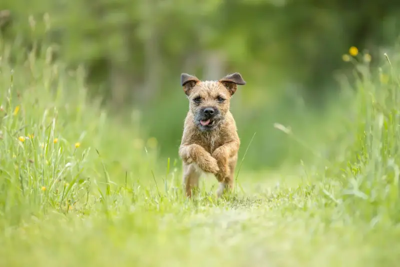 Border Terrier  Collier Bleu Des Loutres De Terre