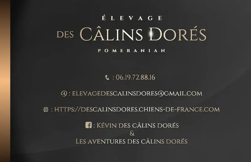 Spitz Allemand  Beneth Des Câlins Dorés