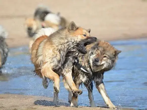 Eurasier  Desert Du Royaume D'Ebène
