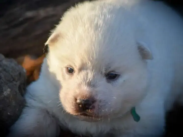 Portée Husky Sibérien — Siberian Southeast