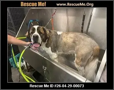 Adoption Chien