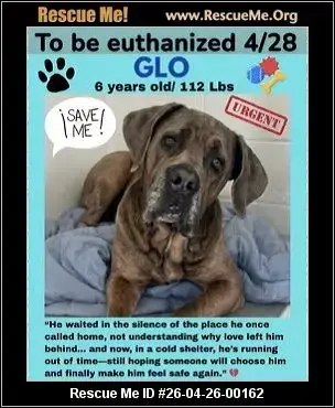 Adoption Chien