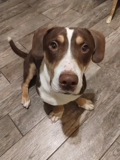 Harlow