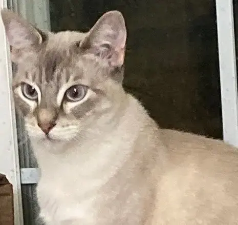 Sugar