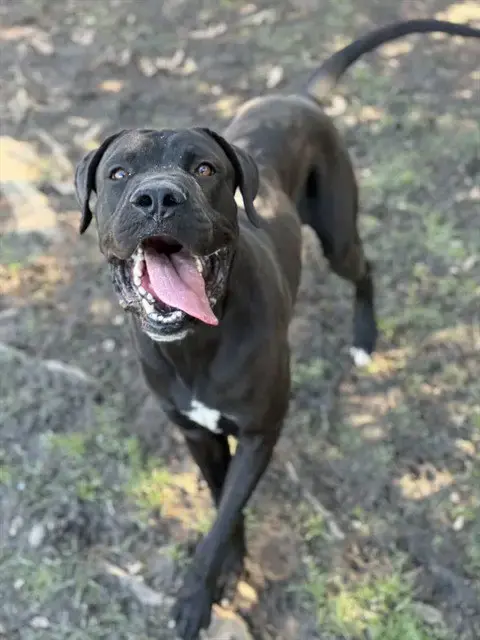 Frankie
