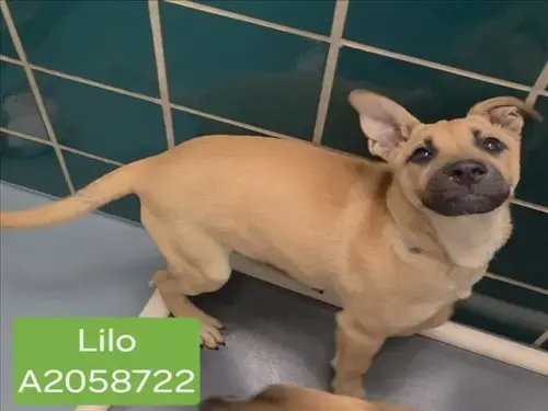 Lilo