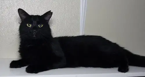 Feral Terry