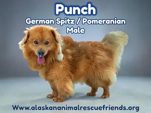 Punch