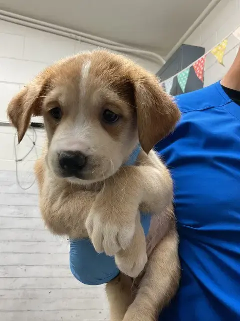 Teddy