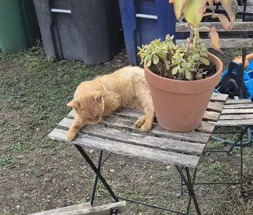 Fozzie