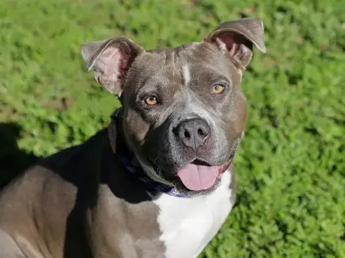 Nova
