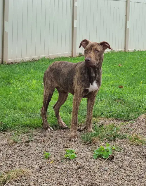Gus