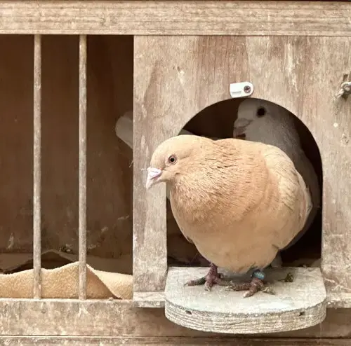 Sugar W/ Dandy