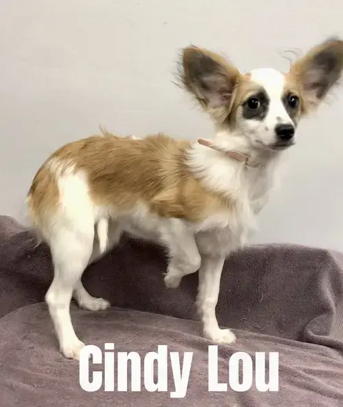 Cindy Lou
