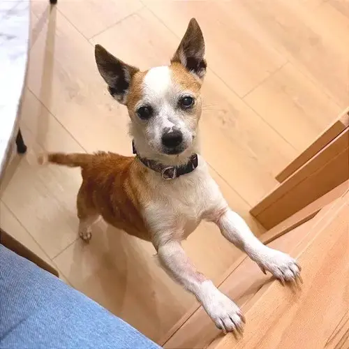 Churro