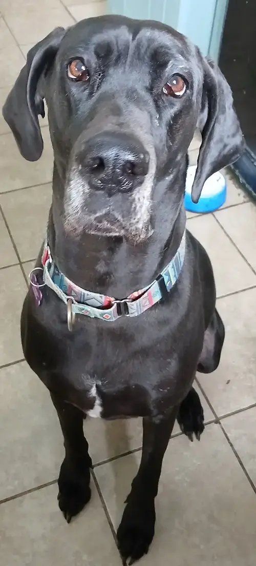 Gracie