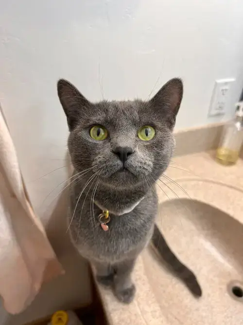 Freya