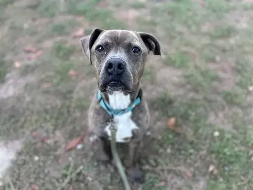 Bo