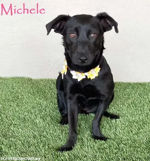 Michele