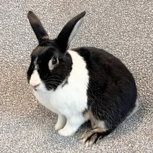 Oreo
