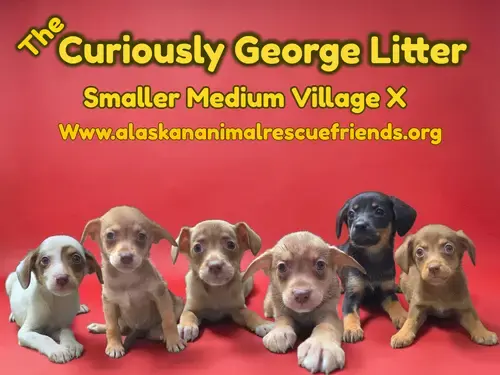 The Curiously George Litter
