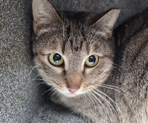 Munchkin