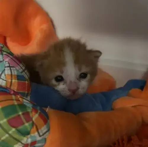 Jr
