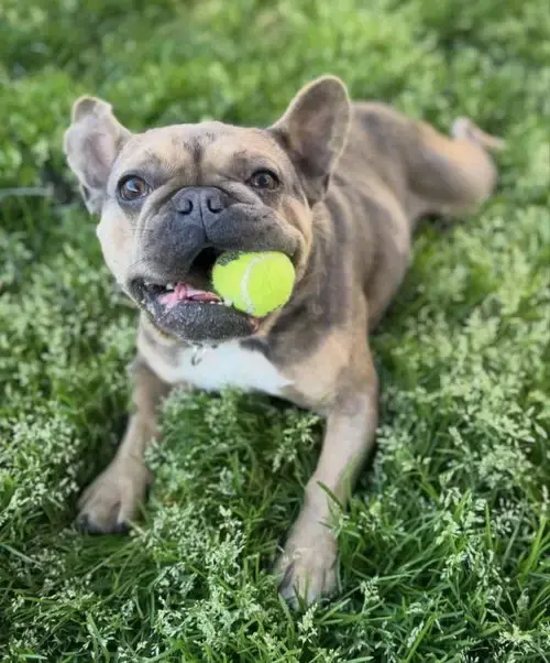 Fonzi