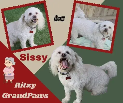 Sissy Ritzy Grandpaws