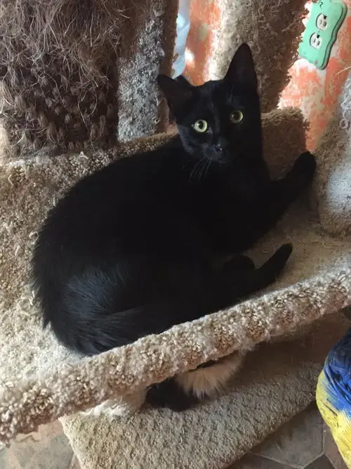 Solomon