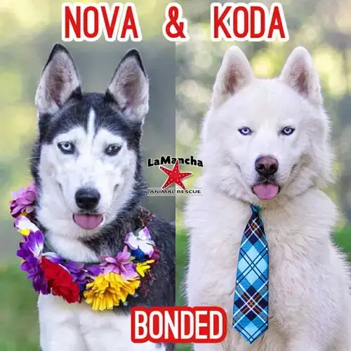 Koda Bonded With Nova