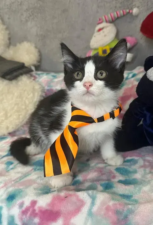 Gabriel