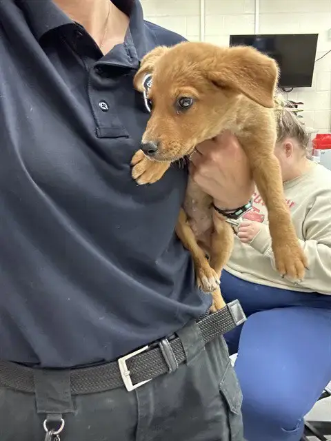 Floofster