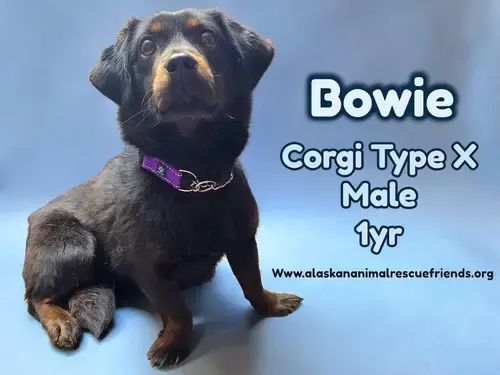 Bowie