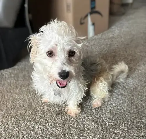 Gus