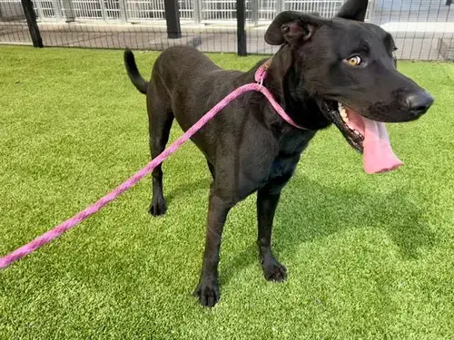 Cowboy*