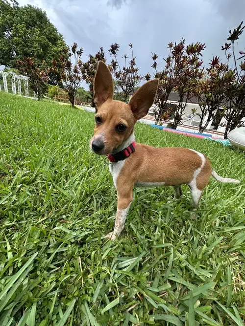 Courtesy Post: Brownie