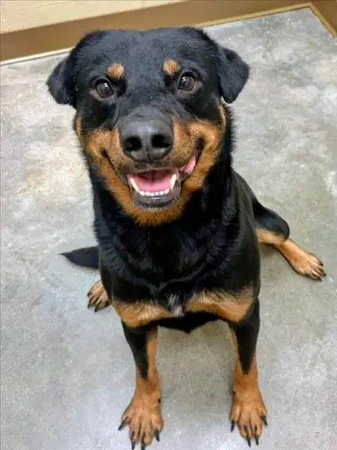 Fang