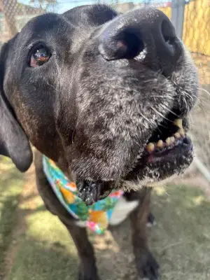 Finn