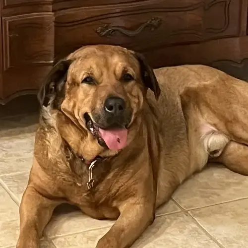 Mateo